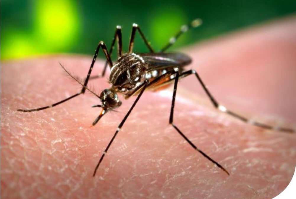 Por qué cuidarse de los mosquitos?